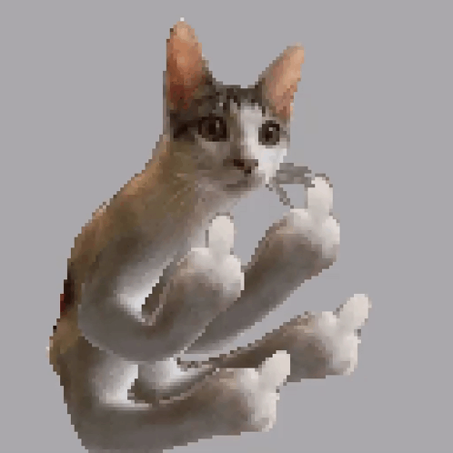 A very expressive cat